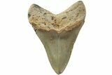 Serrated, Fossil Megalodon Tooth - North Carolina #235442-1